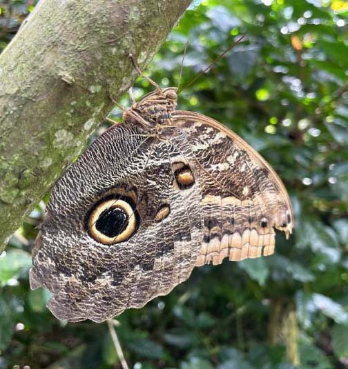 Mariposa Proyecto Aguadulce Instagram